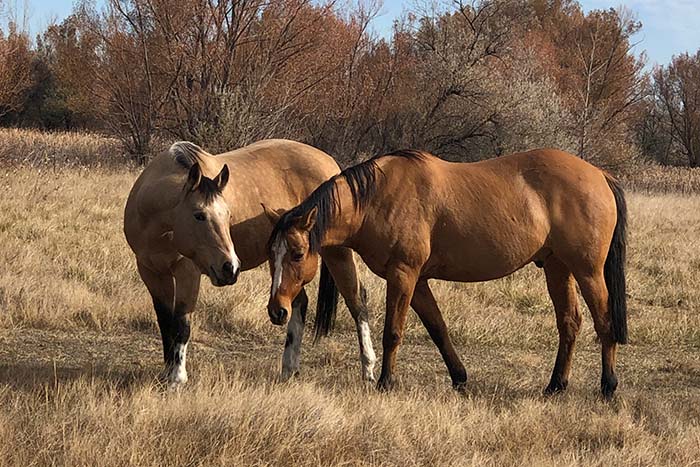 Cowboy n Sam pasture 2