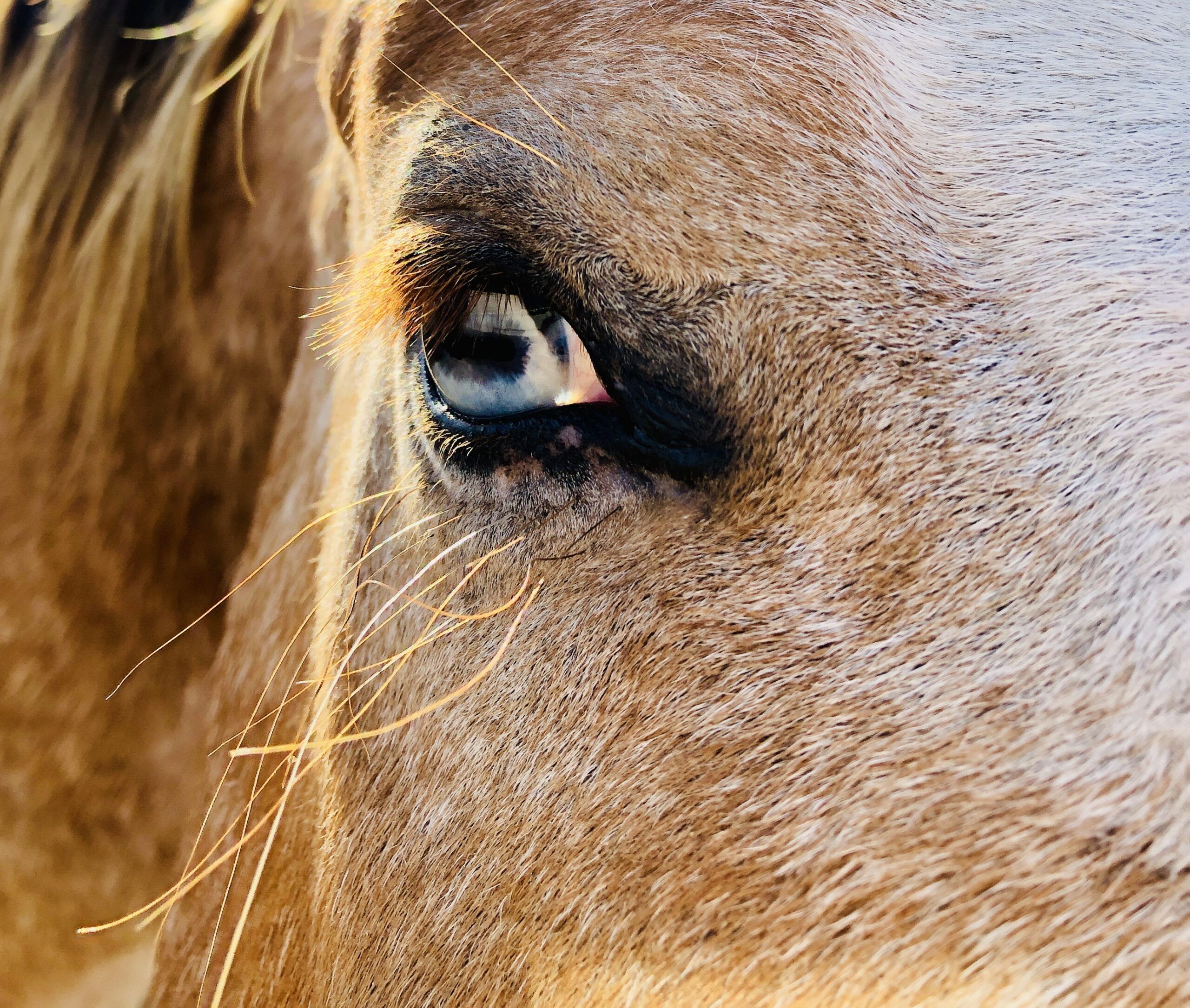 Star horse eye
