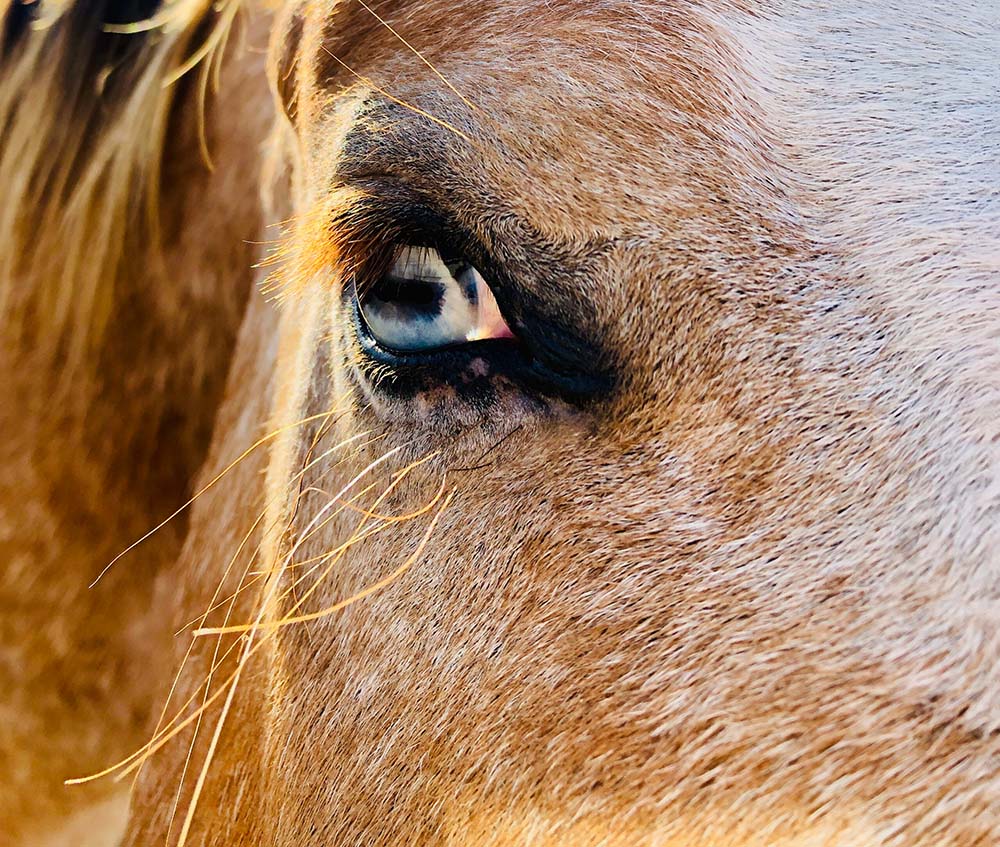 Star-horse-eye-scaled
